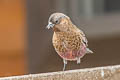 Brown-capped Rosy Finch Leucosticte australis