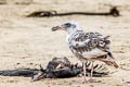 Western Gull Larus occidentalis wymani 