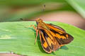 Apella Skipper Racta apella raza