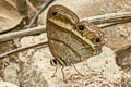 Black-eyed Eyelet Cissia proba 