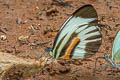 Dimorphic White Perrhybris pamela carmenta (Chiapas White)