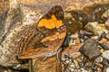 Doubleday's Sister Adelpha irmina tumida