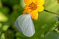 Ghost Yellow Abaeis albula ssp.