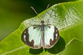 Godart's Mmic White Dismorphia thermesia thermesia