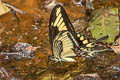 Heraclides lamarchei