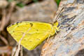Mimosa Yellow Pyrisitia nise floscula