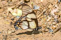 Thin-tailed Kite Swallowtail Eurytides dolicaon ssp