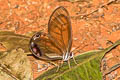 Cithaerias bandusia