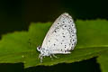 Pale Hedge Blue Udara dilectus dilectus