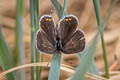 Short-tailed Blue Cupido argiades hellotia