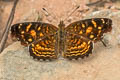 Anthanassa acesas castianira