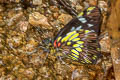 Dyson's White Leodonta dysoni ssp.