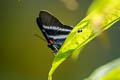 Dyson's Metalmark Rhetus dysonii ssp. (Pink-C Beautymark)