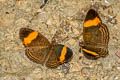 Felder's Crescent Telenassa delphia 