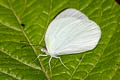 Ghost Yellow Abaeis albula marginella (White Yellow)