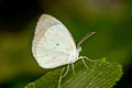 Ghost Yellow Abaeis albula totora (White Yellow)