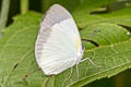 Ghost Yellow Abaeis albula totora (White Yellow)