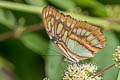 Malachite Page Siproeta stelenes sophene