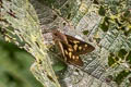 Unidentified Saliana Saliana sp.