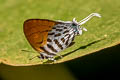 Common Posy Drupadia ravindra moorei