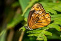 Oxeoschistus pronax
