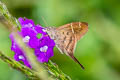 Tanna Longtail Spicauda teleus