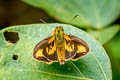 Trailside Skipper Anthoptus epictetus