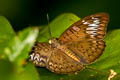 Malay Viscount Tanaecia pelea pelea