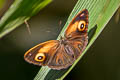 Glad-eye Bushbrown Mycalesis patnia