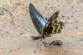 Great Mormon Papilio agenor parinda