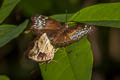 Banded Marquis Euthalia teuta goodrichi 