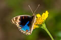pansy