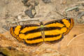 Broad-striped Lascar Pantoporia sandaka davidsoni (Extra Lascar)