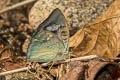 Bronze Duke Euthalia nara shania