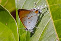 Brown Tit Hypolycaena thecloides thecloides