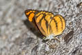 Burmese Lascar Lasippa heliodore heliodore