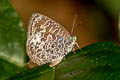 Chocolate Bushblue Arhopala ariel