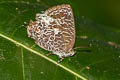 Chocolate Bushblue Arhopala ariel