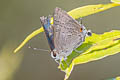 Common Guava Blue Virachola isocrates