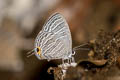 Common Cerulean Jamides celeno aelianus