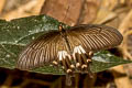 Common Rose Pachliopta aristolochiae goniopeltis