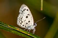 Dark-bordered Hedge Blue Plautella cossaea pambui