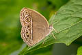 Dark-branded Bushbrown Mycalesis mineus ssp.