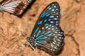 Dark Blue Tiger Tirumala septentrionis septentrionis