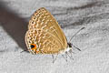 Dark Cerulean Jamides bochus bochus