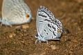 Dark Cupid Shijimia potanini umbriel (Banded Cupid)