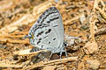 Dark Cupid Shijimia potanini umbriel (Banded Cupid)
