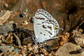 Dark Cupid Shijimia potanini umbriel (Banded Cupid)