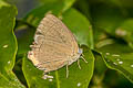 Flash Royal Tajuria deudorix ingeni