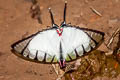 swordtail
